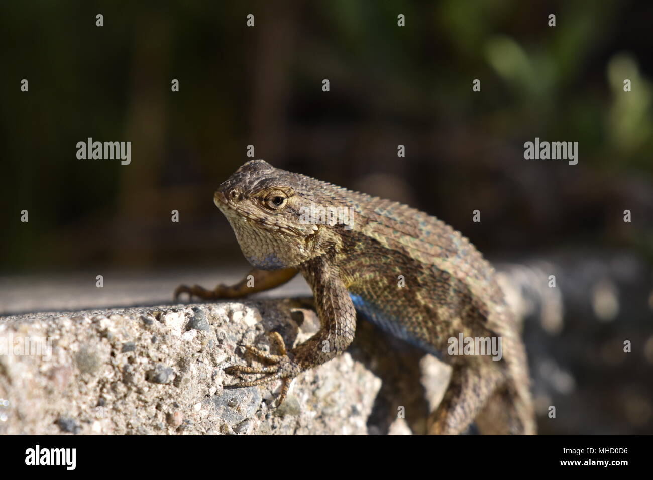 Ein blauer Bauch Eidechse heraus hängen auf heißen Steinen in El Cerrito, CA. Stockfoto