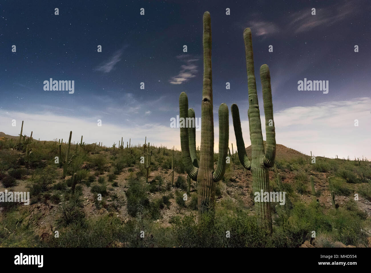 Saguaro Kaktus (Carnegiea gigantea) mit Sternen bei Mondschein, Tucson, Arizona Stockfoto