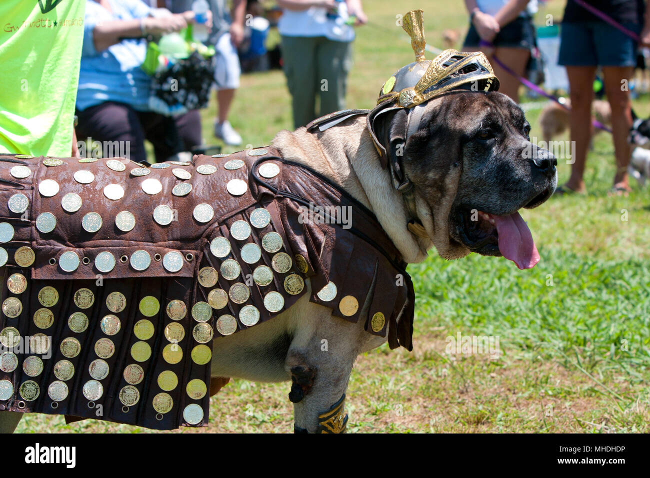 Ein St. Bernard trägt ein römischer Soldat Kostüm an einem Hund Kostümwettbewerb in einem Park in Lawrenceville, GA. Am 5. Mai 2012. Stockfoto