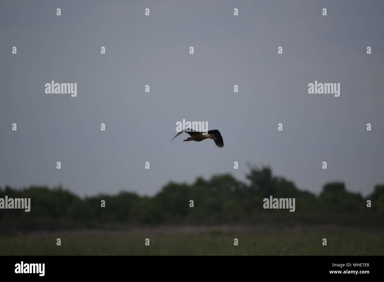 Brazoria Wildlife Refuge Stockfoto