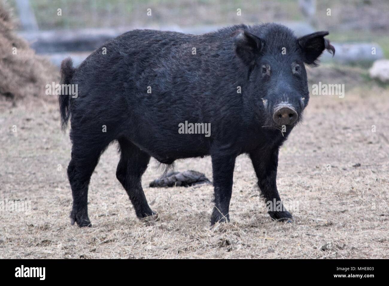 Texas Wild Wild Boar Stockfoto