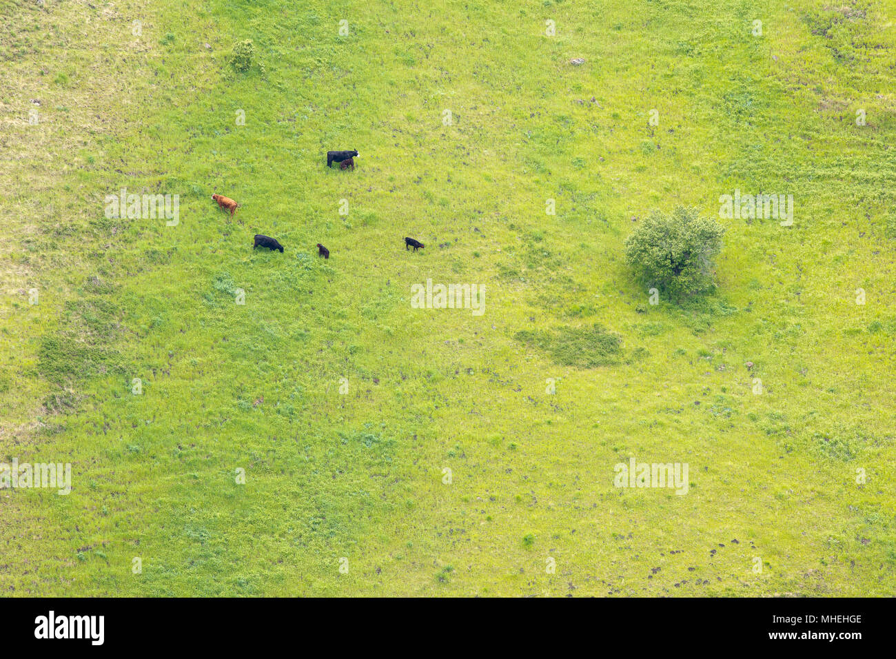 Drei Kühe, drei Kälber am steilen Hang, Washington Oregon Rand Stockfoto