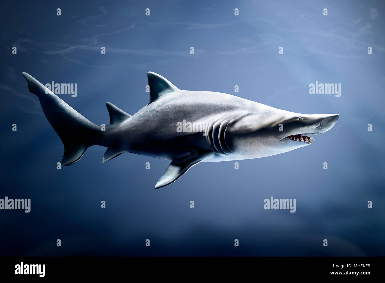 Subtropischen und gemässigten Meer Wasser Sand Tiger Shark spitz hervorstehenden Zähne, 10 m lang Stockfoto