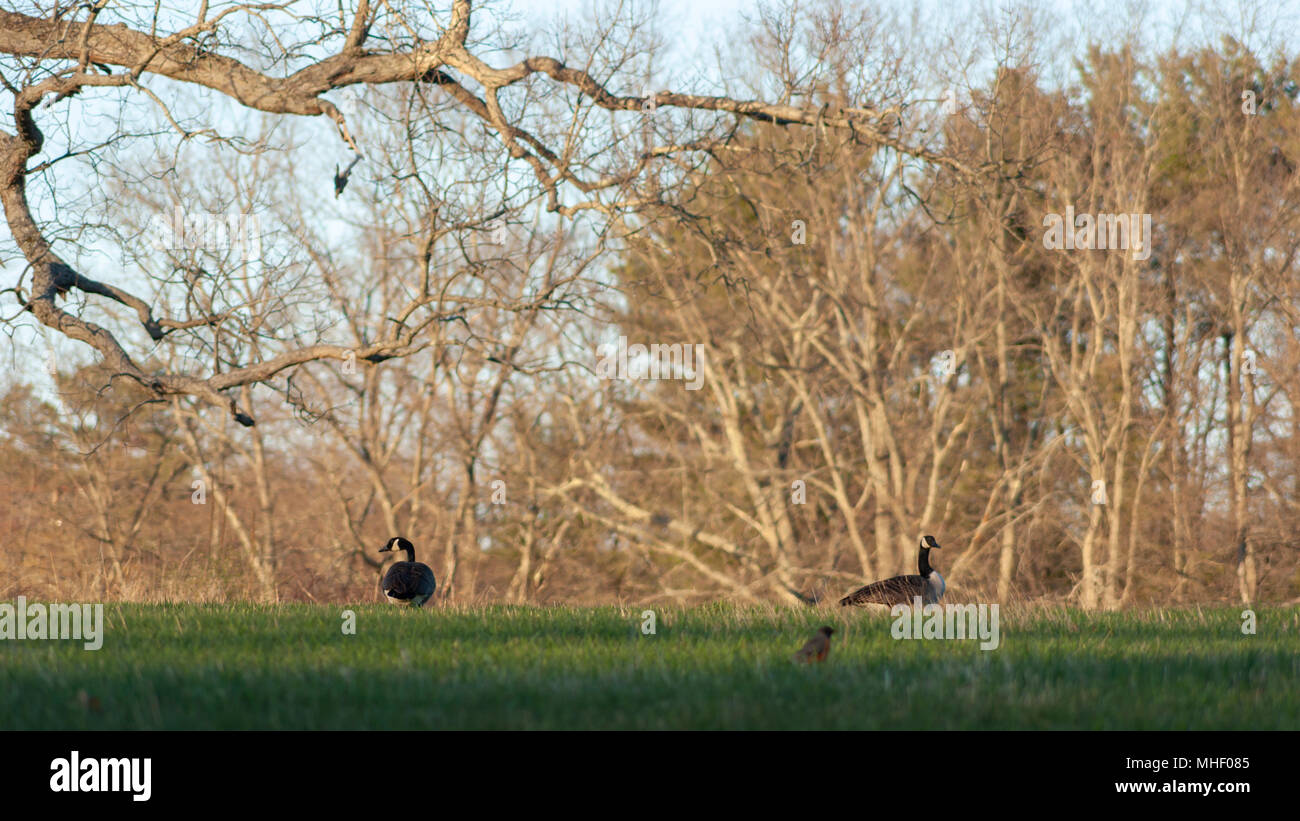 Kanadische Gänse auf der Wiese, unter einem blattlosen Eiche. Charles River Halbinsel, Dover, MA Stockfoto