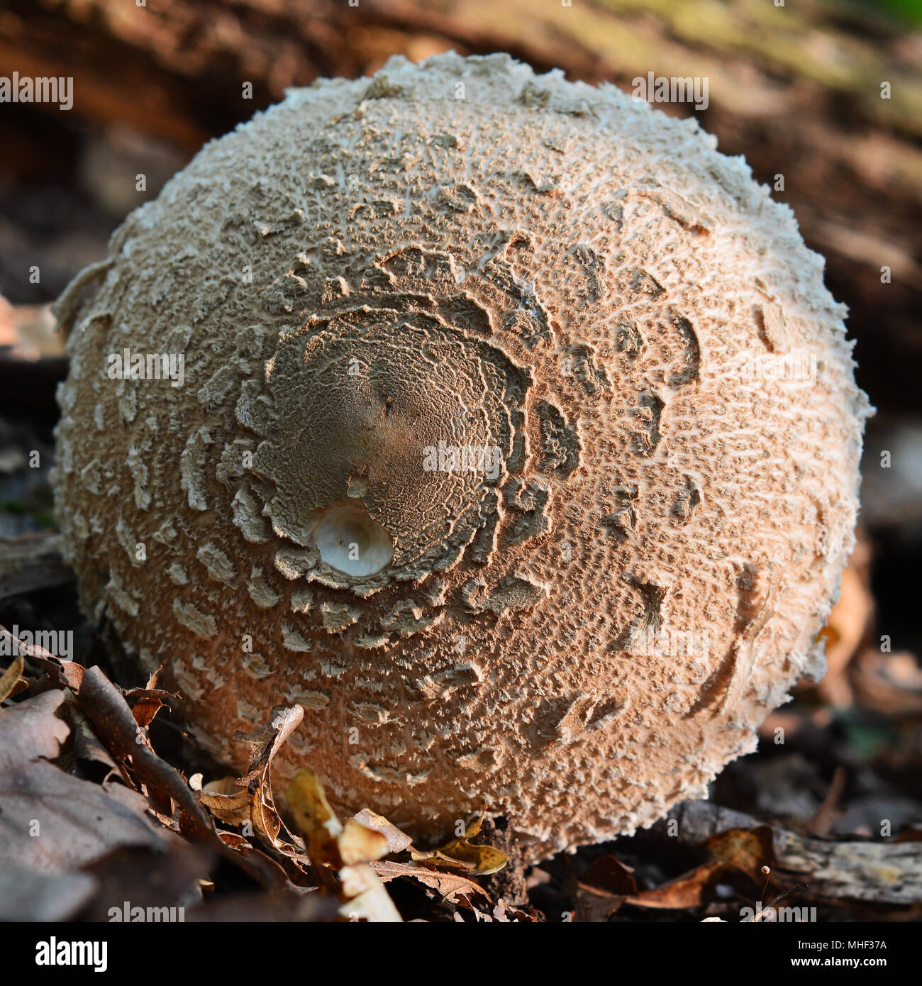Die Kappe von Parasol Pilze, macrolepiota Procera Stockfoto
