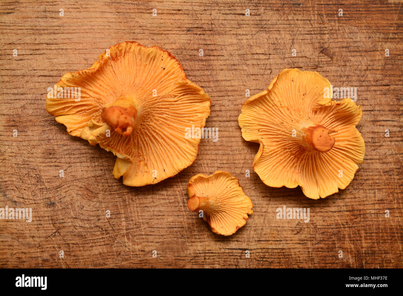 Cantharellus Cibarius, Pfifferlinge, Pilz auf Holz Stockfoto