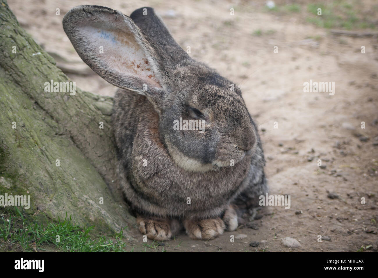 Kaninchen im freien Bereich (Oryctolagus cuniculus forma domestica) Stockfoto