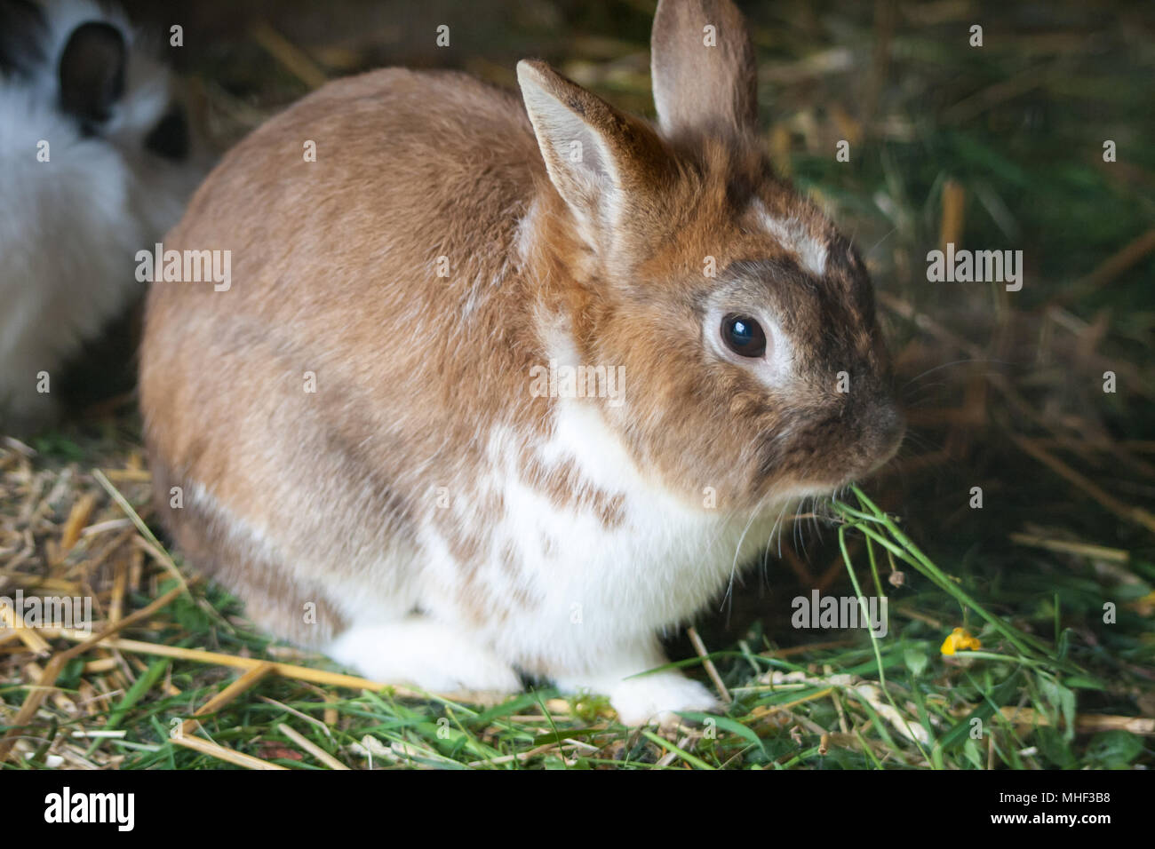 Kaninchen im freien Bereich (Oryctolagus cuniculus forma domestica) Stockfoto