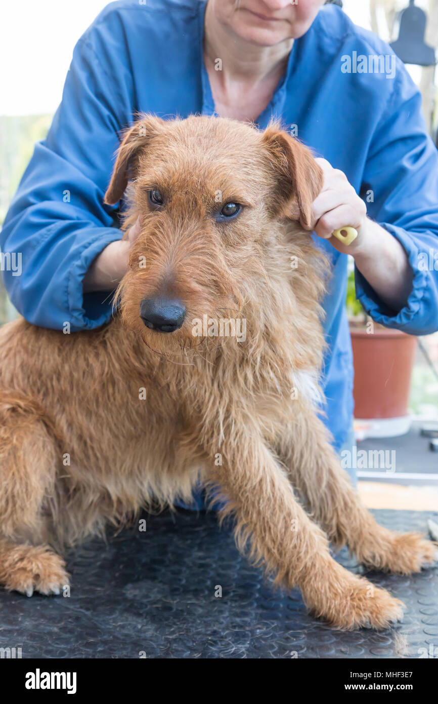 Groomer Frau ist Trimmen der Irish Terrier Hund. Der Hund sitzt auf dem Tisch und Blick in die Kamera. Vertikal. Stockfoto