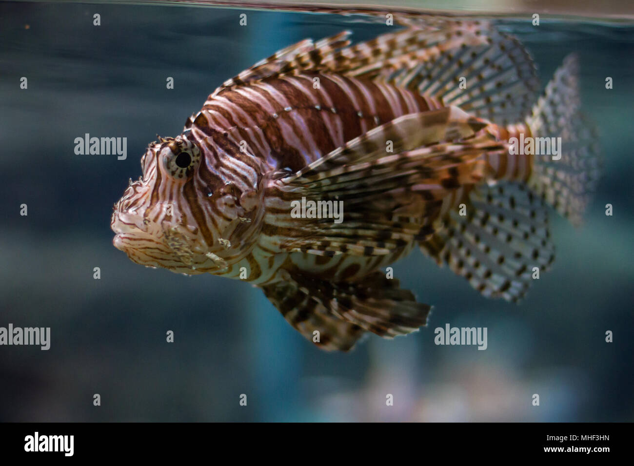 Firefish - Rotfeuerfisch - Pterois Stockfoto