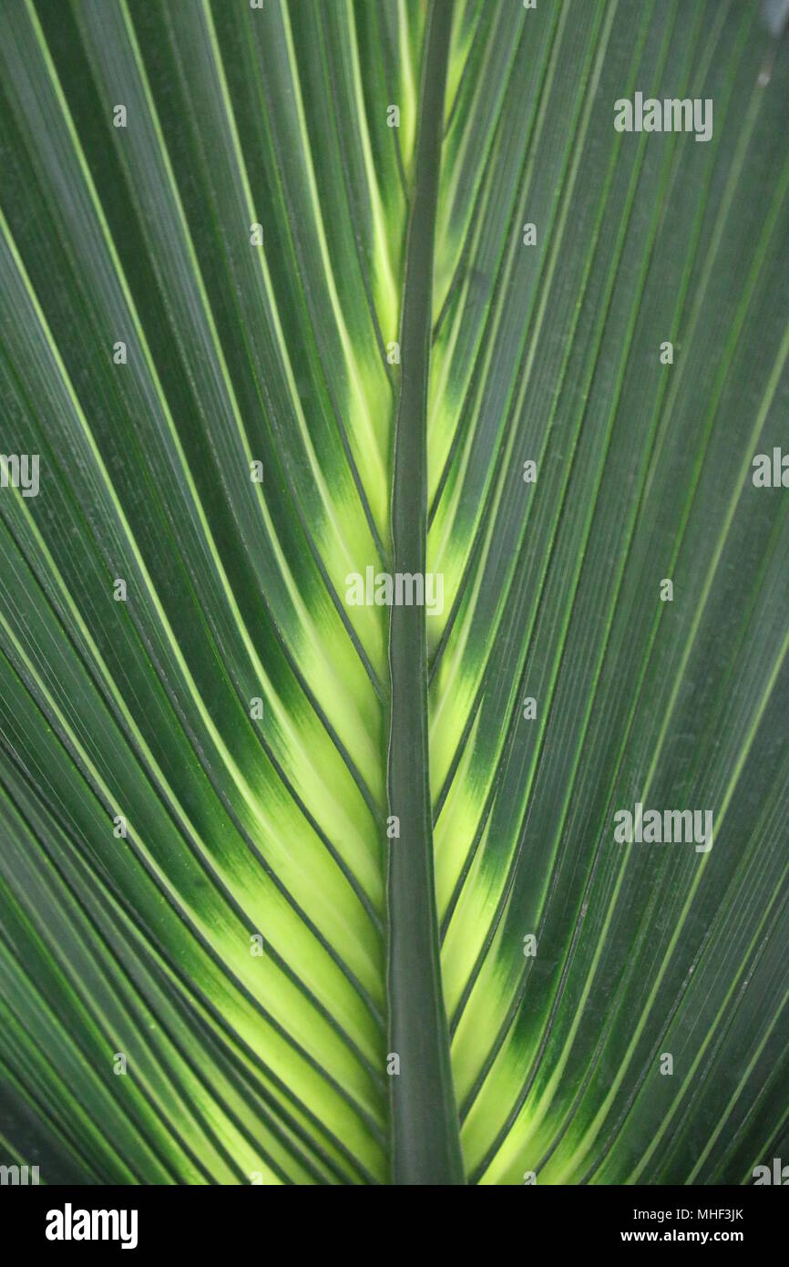 Tropical Green Palm Blätter, grüne Pflanzen Stockfoto