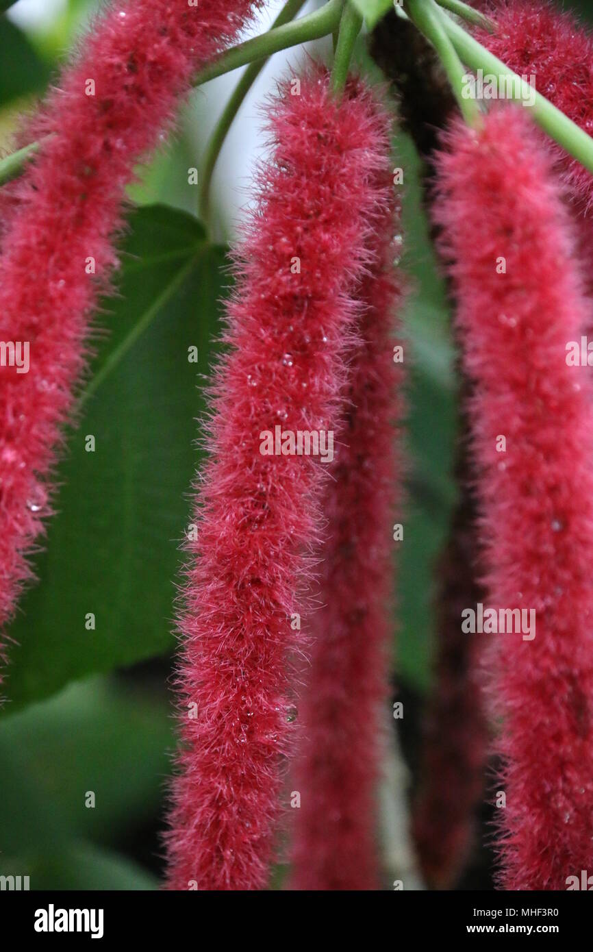 Tropische Pflanzen mit roten Blumen im Botanischen Garten Stockfoto