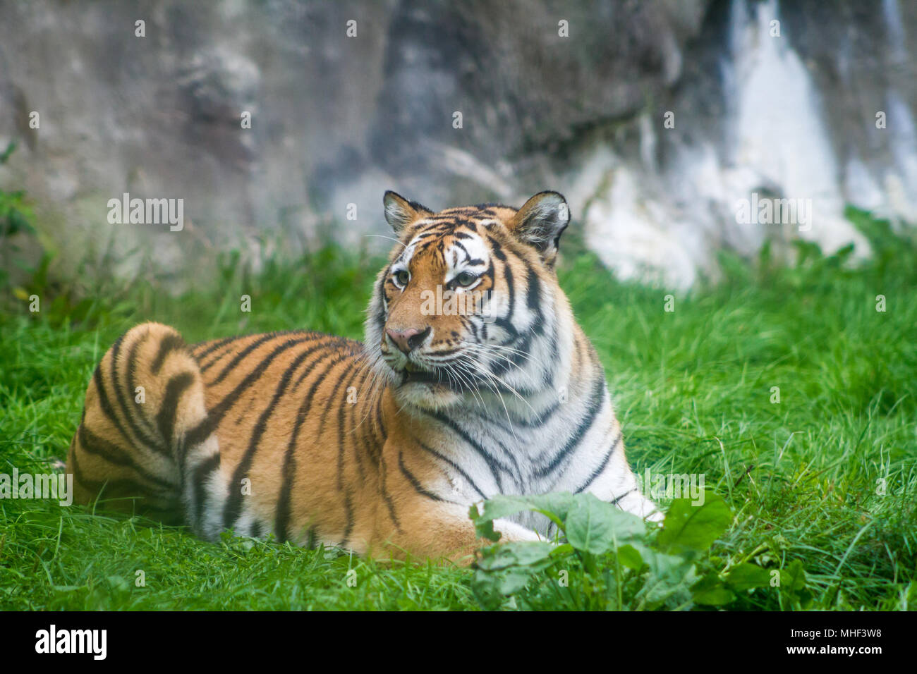 Tiger (Panthera tigris) in Gefangenschaft Stockfoto
