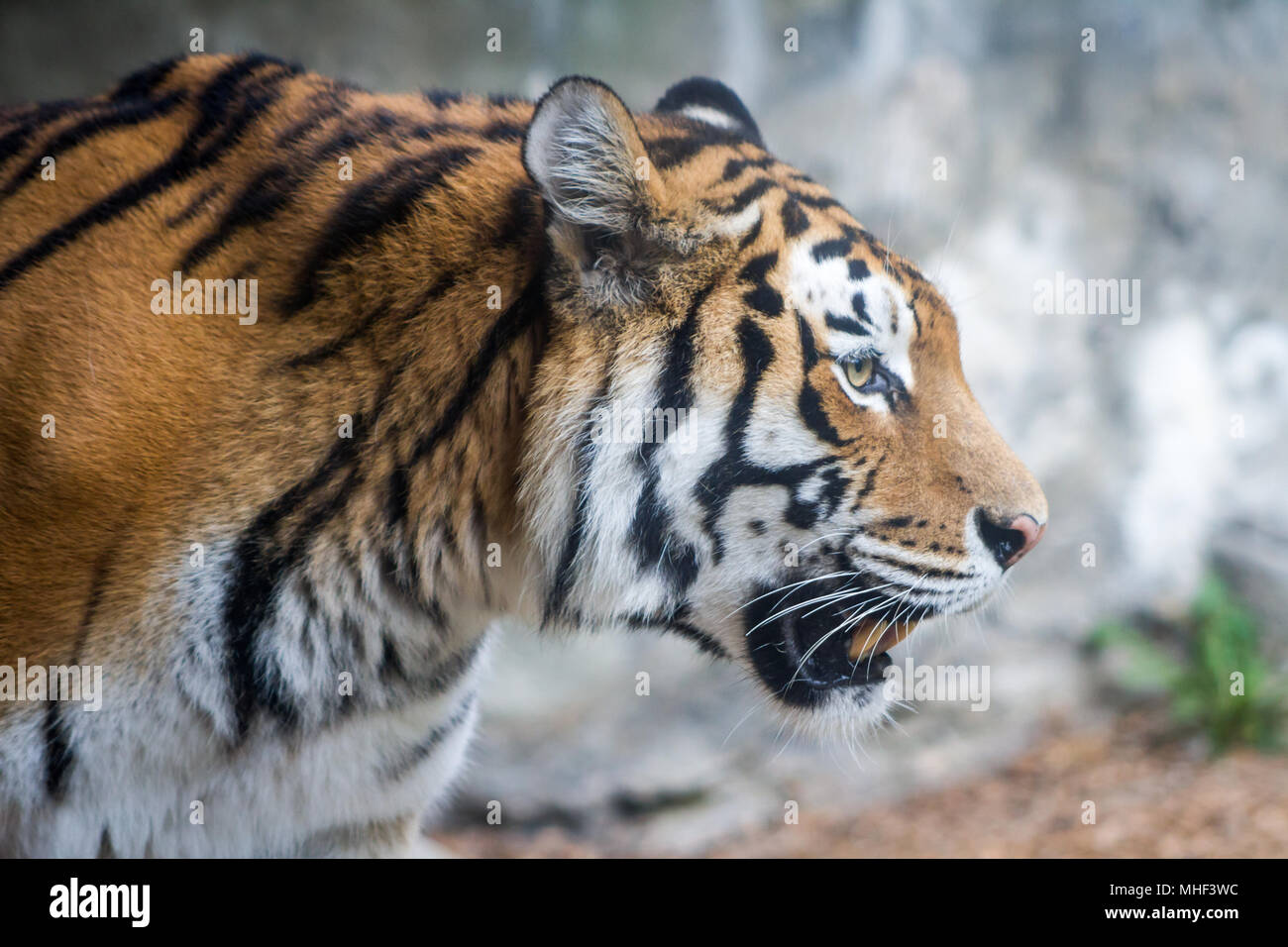 Tiger (Panthera tigris) in Gefangenschaft Stockfoto