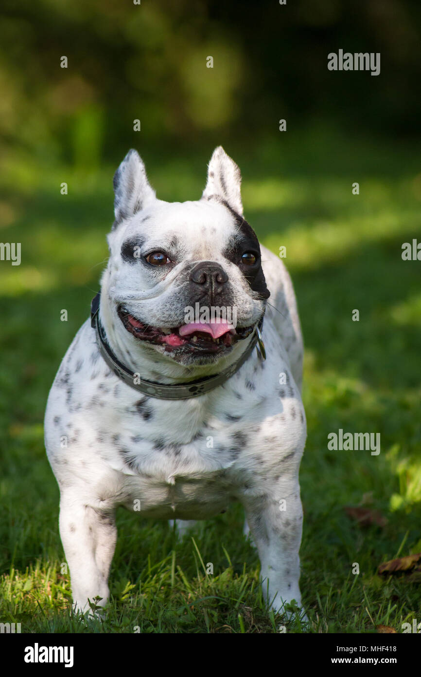 Weiß Schwarz piebald Französische Bulldogge Hündin an einem sonnigen Tag im Schatten der Garten