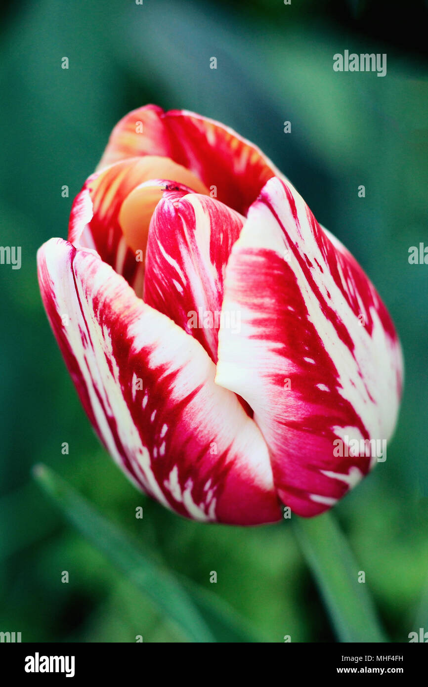 Rote und weiße Tulpe. Foto Stockfoto