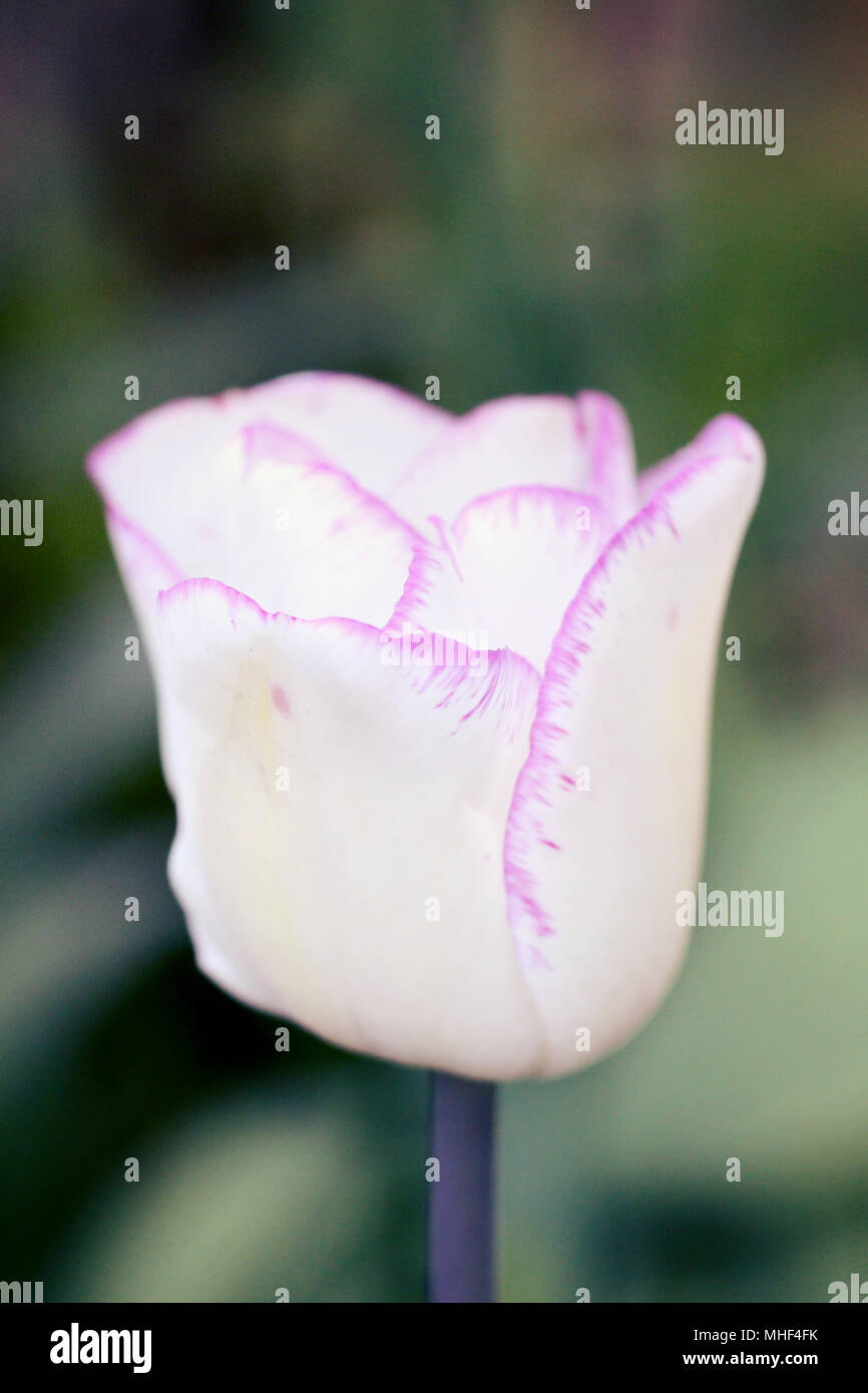 White Tulip. Foto Stockfoto