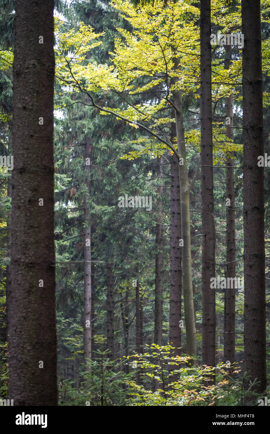 Wald, auf den Spuren der Nebelstein, Waldviertel, Niederösterreich im Herbst Stockfoto