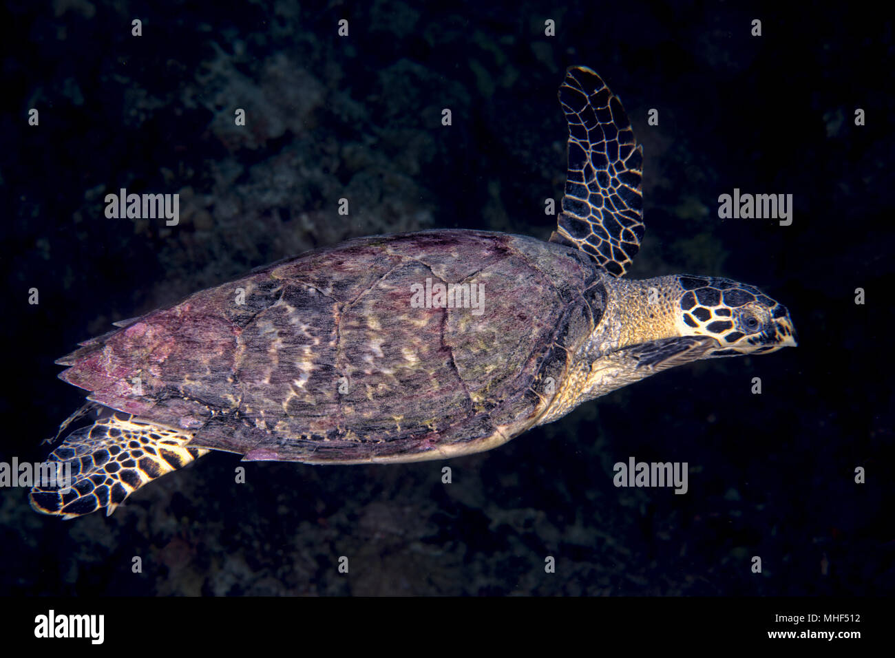 Grüne Schildkröte, die zu Ihnen kommen unter Wasser beim Tauchen Stockfoto