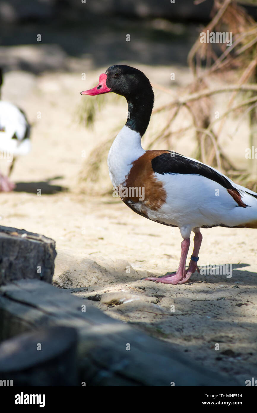 Brandente Männliche Ente (Tadorna tadorna) Stockfoto