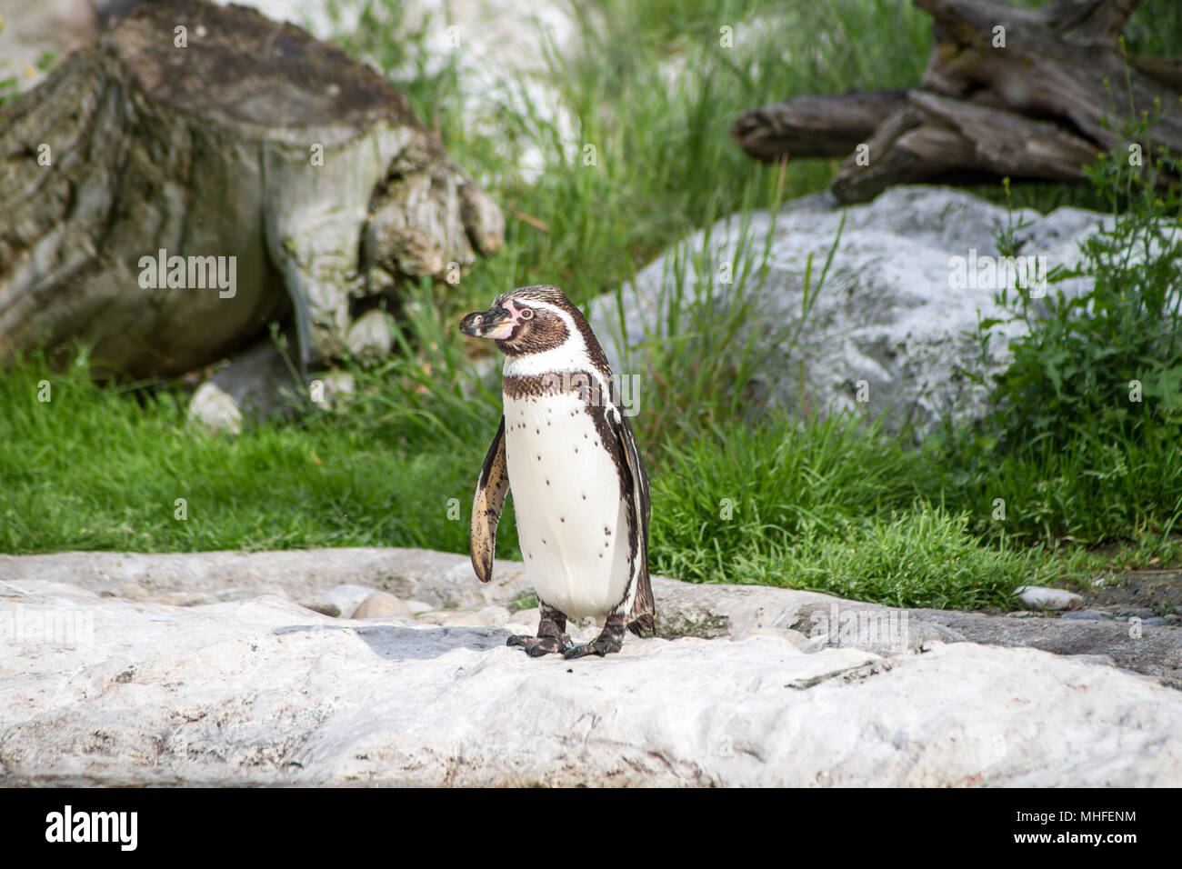 Blackfooted penguin (Spheniscus demersus) in einem Zoo Stockfoto