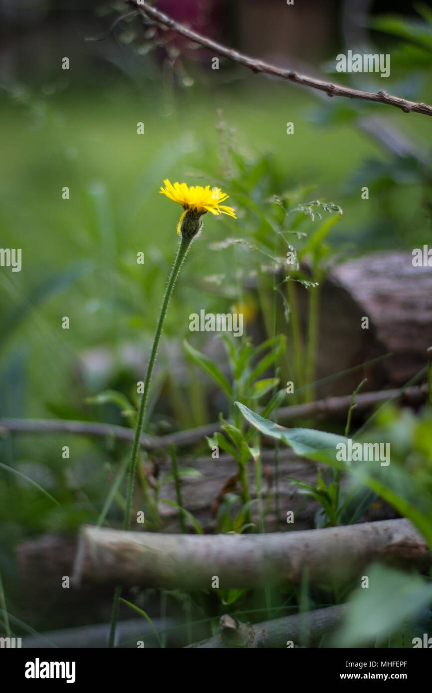 Gelbe Blume wächst wild im Garten Stockfoto