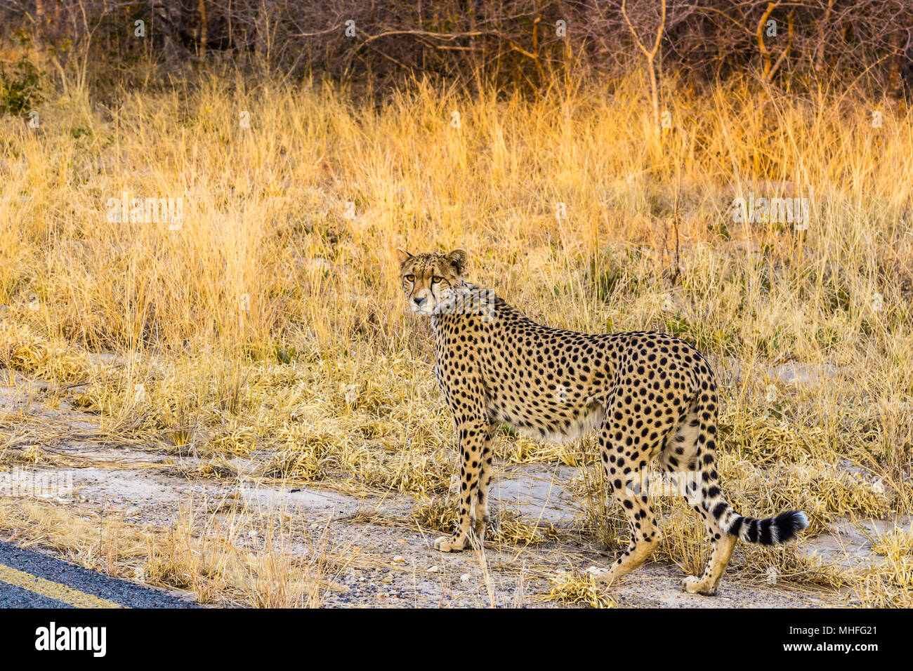 Cheetah stehen am Straßenrand in Hwange National Park, Zimbabwe. Stockfoto