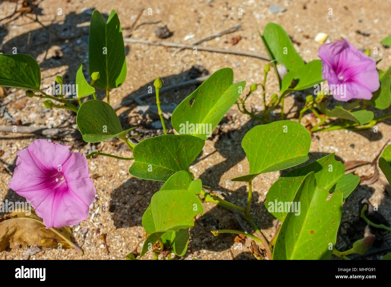 Ipomoea pes-caprae, auch als bayhops, Beach morning glory oder der Ziege Fuß auf dem Sand von East Point Beach in Darwin, Northern Territory, Australien bekannt Stockfoto