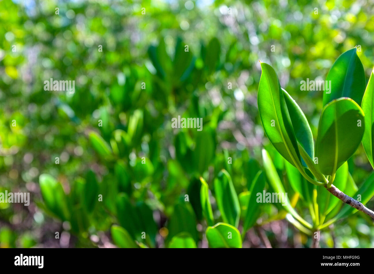 In der Nähe von Mangroven Blätter an East Point Reserve in Darwin, Northern Territory, Australien. Stockfoto