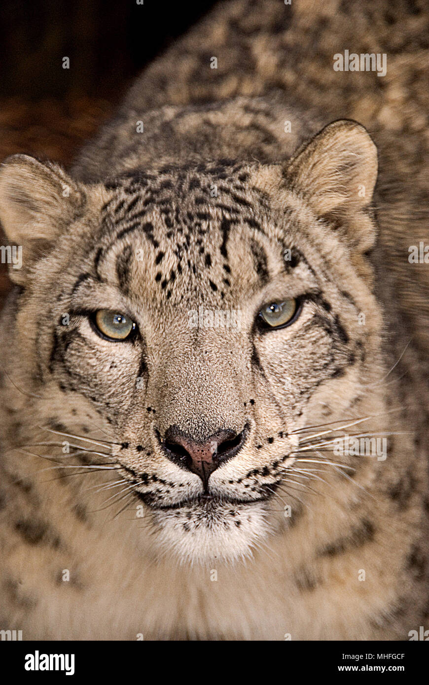 Snow Leopard starrte geradeaus, bis Portrait schließen Stockfoto