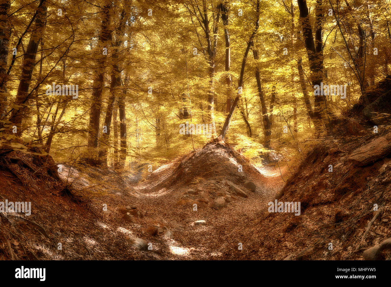 Herbstfarben im Wald mit Sonnenstrahlen durch die Bäume und Blätter im Vordergrund, märchenhafte Landschaft Stockfoto