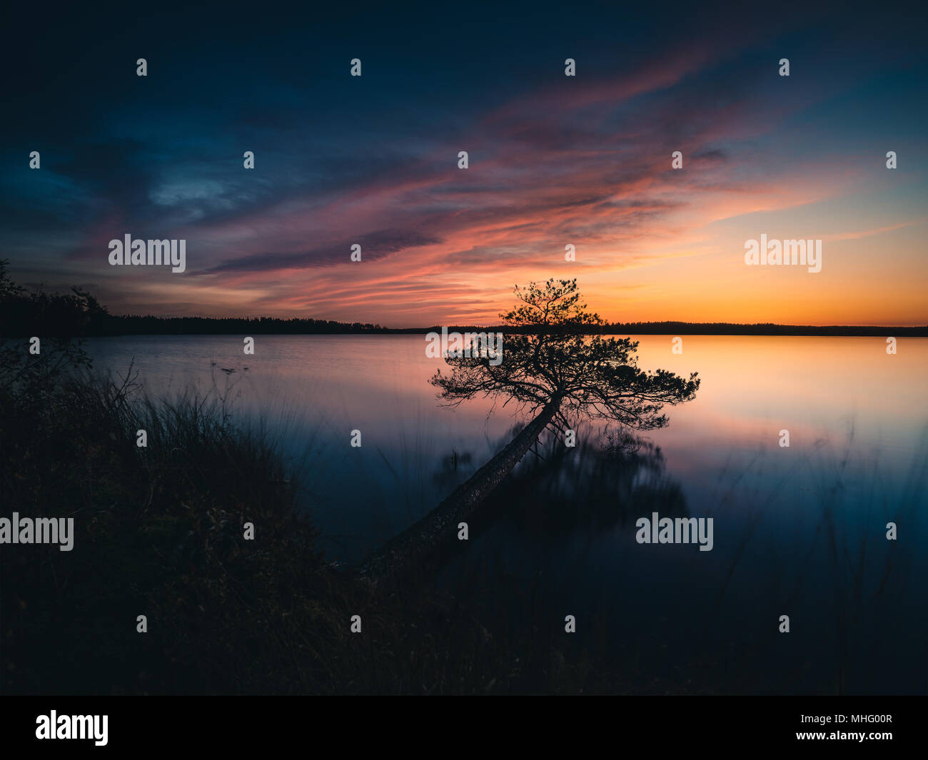 Silhouette der gefallenen Baum gegen schönen bunten Sonnenuntergang in Kurjenrahka Savojärvi See, Nationalpark, Finnland Stockfoto