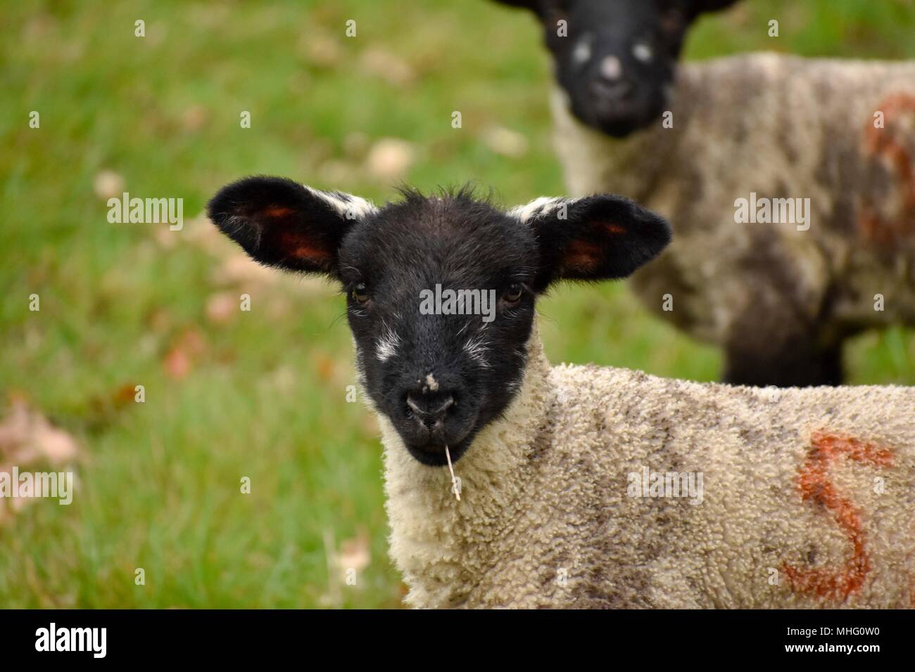 Kleines Lamm, in den Cotswolds im Frühling genommen. Stockfoto