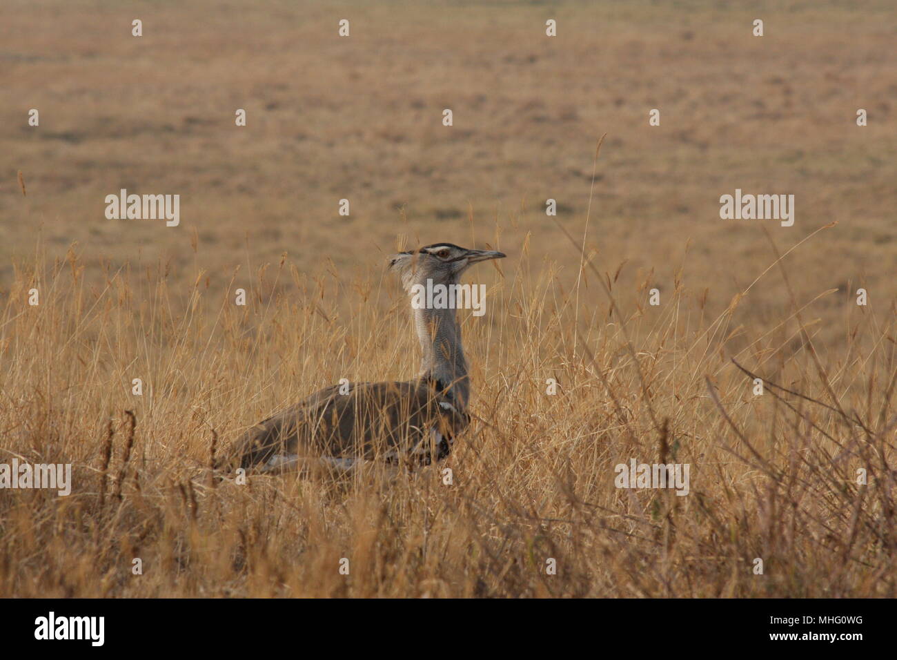 Kori Bustard zu Fuß durch die getrocknete Gräser in der ngorogoro Krater Nationalpark Stockfoto