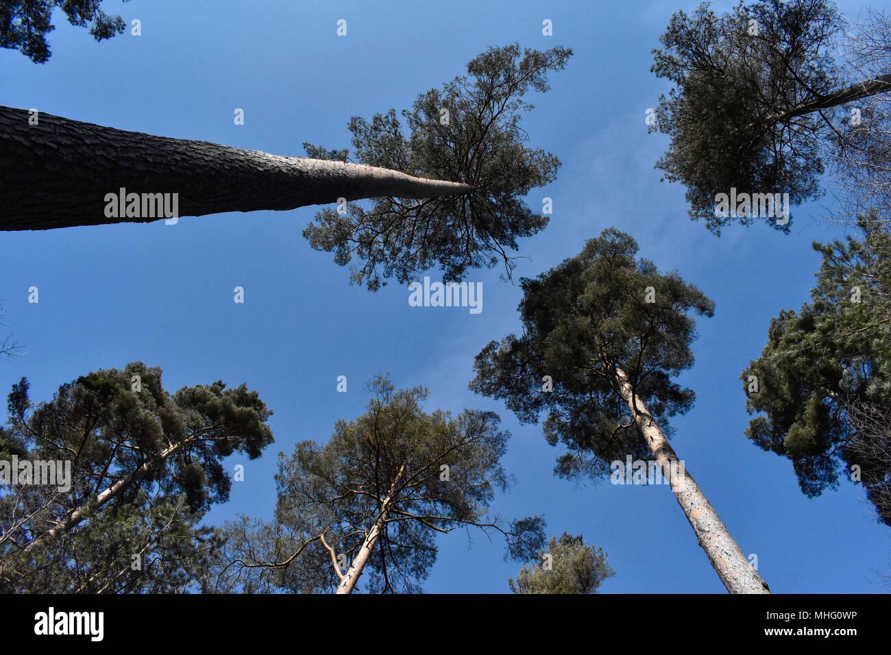 Hohe Bäume im Wald von Dean. Stockfoto