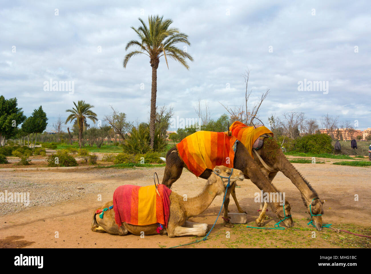 Kamele, vor Menara Gärten, Hivernage, Marrakech, Marokko, Nordafrika Stockfoto