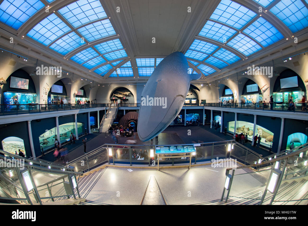 NEW YORK, VEREINIGTE STAATEN - 21 April 2017 - Touristische und Kinder besuchen das Natural History Museum Blauwal Hall Stockfoto