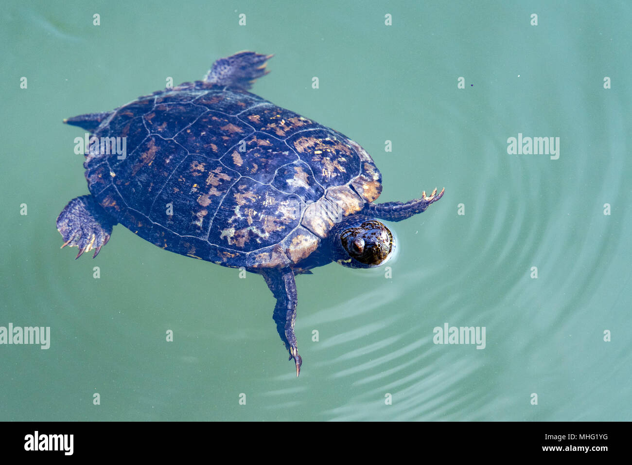 Central Park New York Schildkröte beim Schwimmen im See Stockfoto