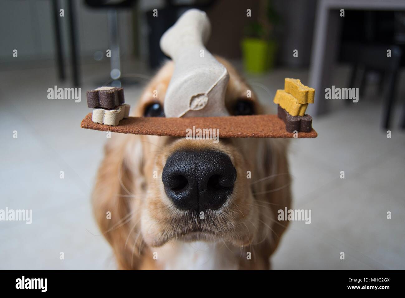 Cocker Spaniel hat Trick mit Süßigkeiten/Essen Stockfoto