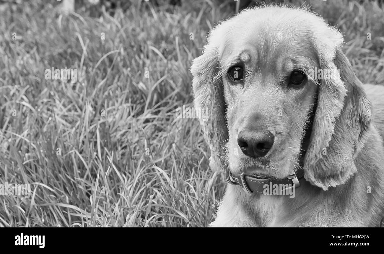 Cocker Spaniel posing Schwarz und Weiß Stockfoto