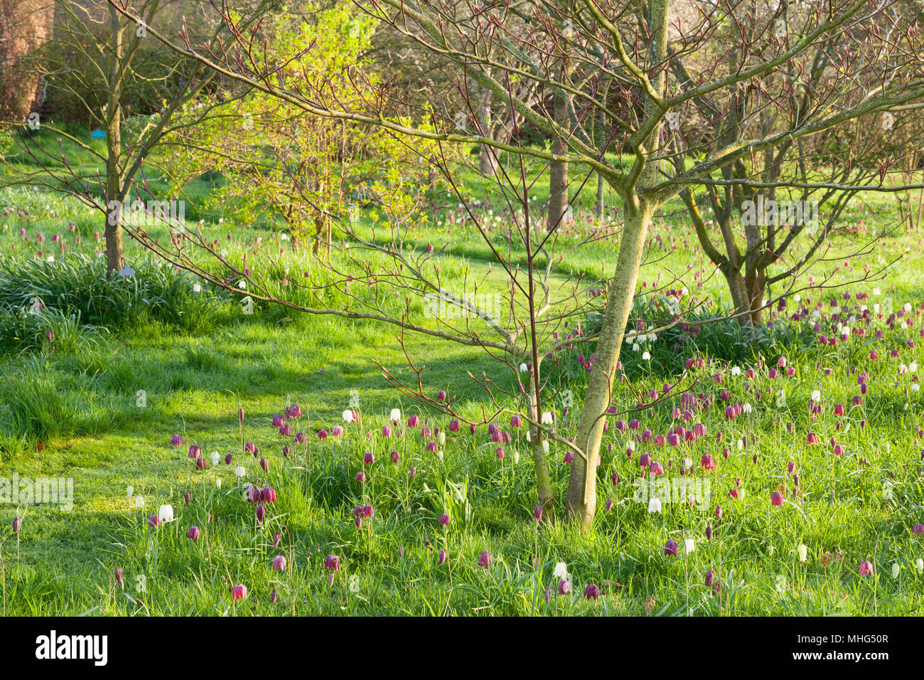 Felley Priory Gardens, Felley Priory, Underwood, Nottinghamshire, Großbritannien. Feder, April 2018. Stockfoto