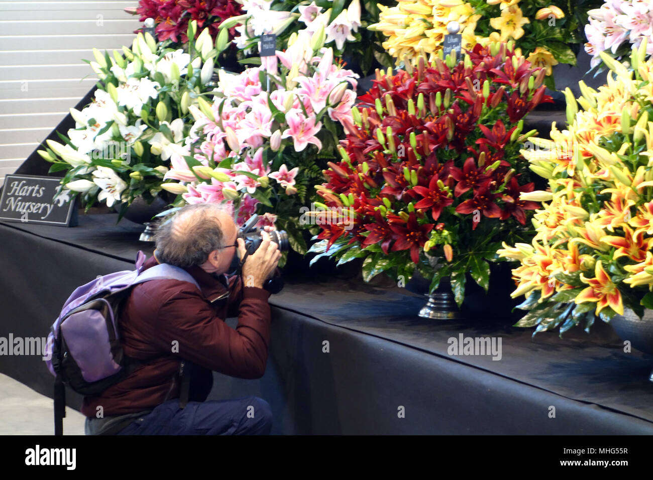 Mann kniet ein Foto von einer Anzeige der Lilien in Harrogate Spring Flower Show. Yorkshire, England, UK. Fotograf Stockfoto