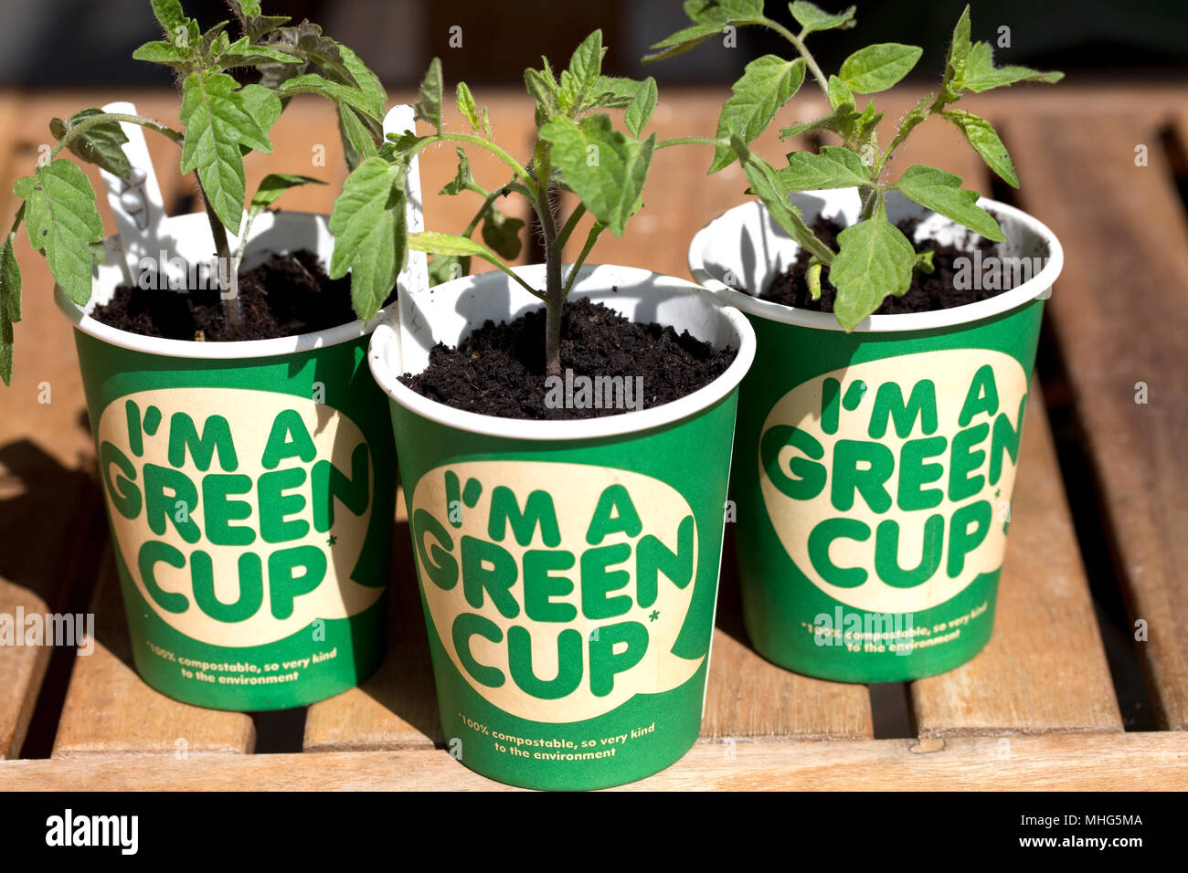 100% kompostierbar Grün recyclebare Kaffeetassen mit Tomaten Pflanzen ohne Kunststoff hergestellt Stockfoto