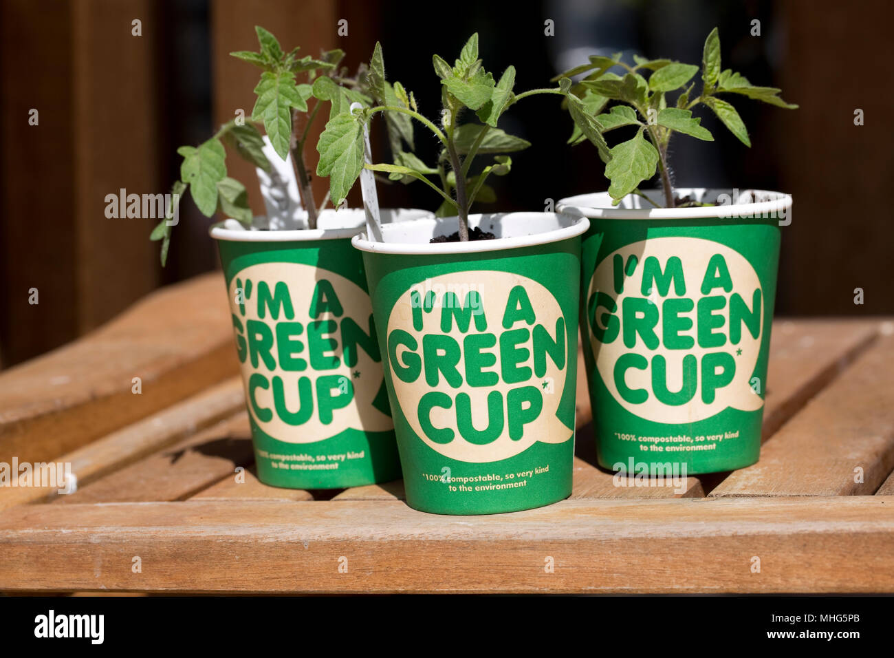 100% kompostierbar Grün recyclebare Kaffeetassen mit Tomaten Pflanzen ohne Kunststoff hergestellt Stockfoto