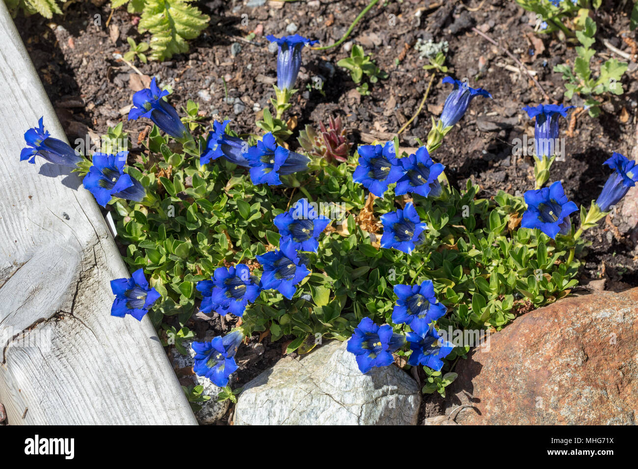 Stemless Alpgentiana Enzian (Gentiana acaulis) Stockfoto