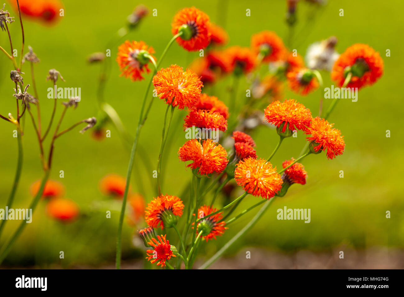 Quaste Blume, Tofsblomster (Emilia coccinea) Stockfoto