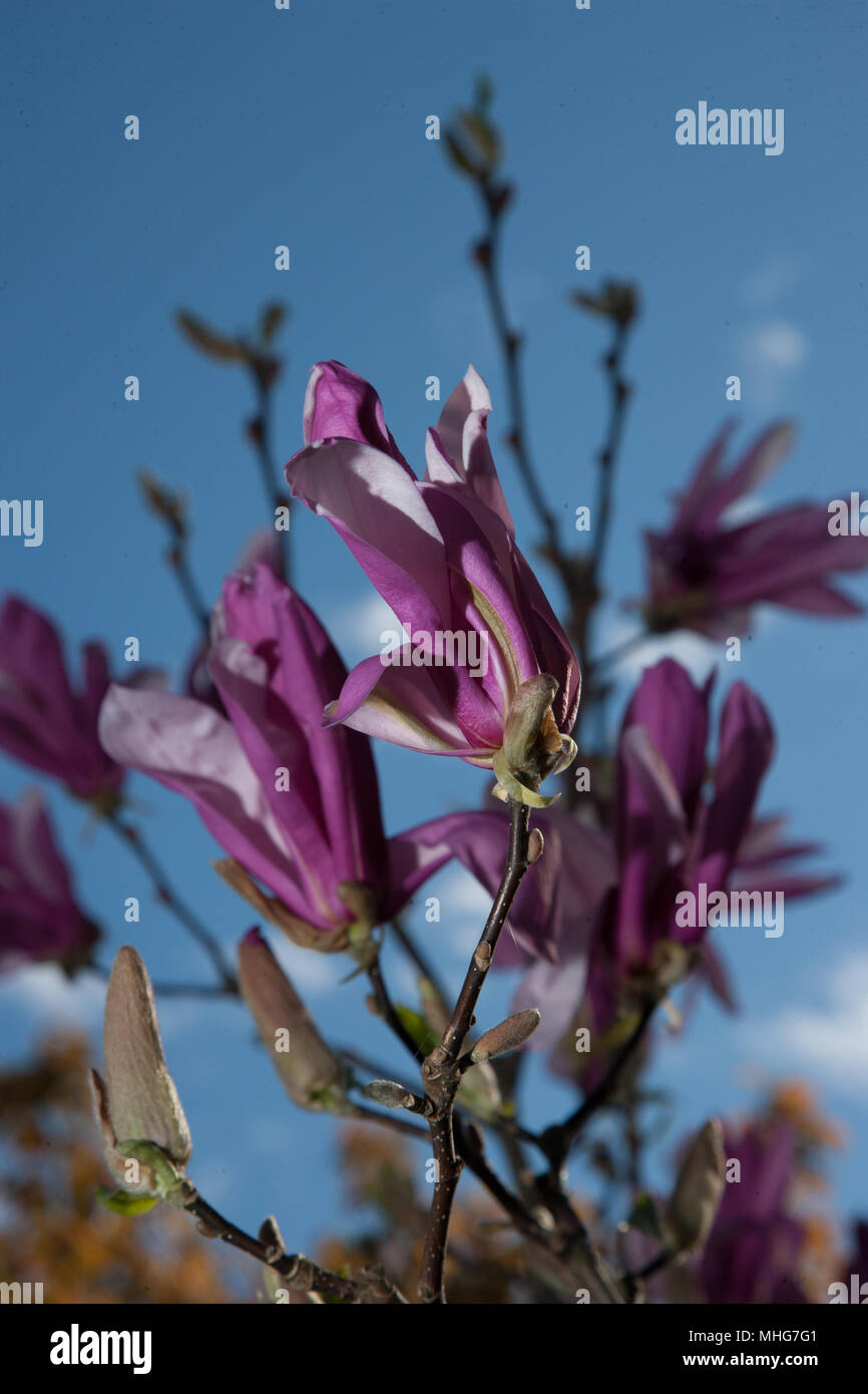 'Susan' Lily Magnolia, Rosenmagnolia (Magnolia liliiflora) Stockfoto