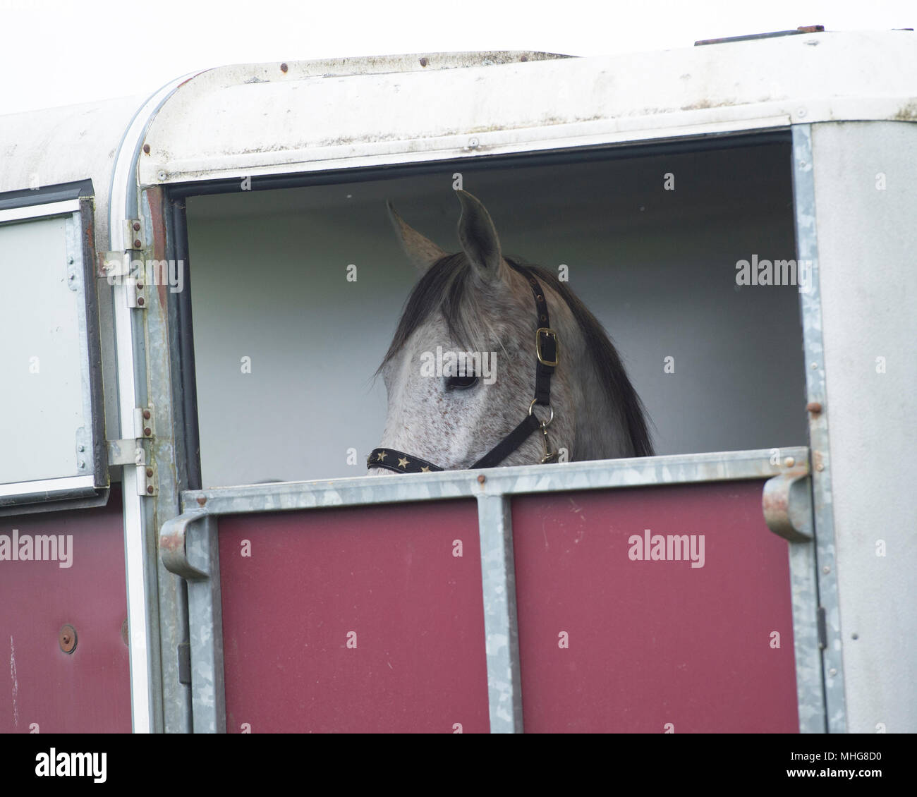 Pferd in einem Pferdetransporter Stockfoto