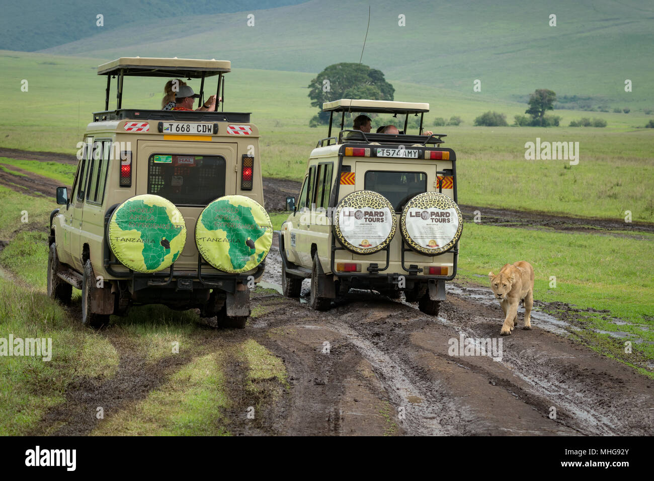 Löwin auf matschigen Wiese übergibt Jeeps Stockfoto