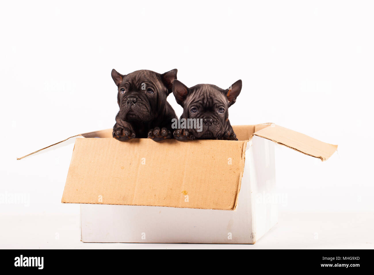 Zwei ChongQuig Hunde in einer Box Stockfoto